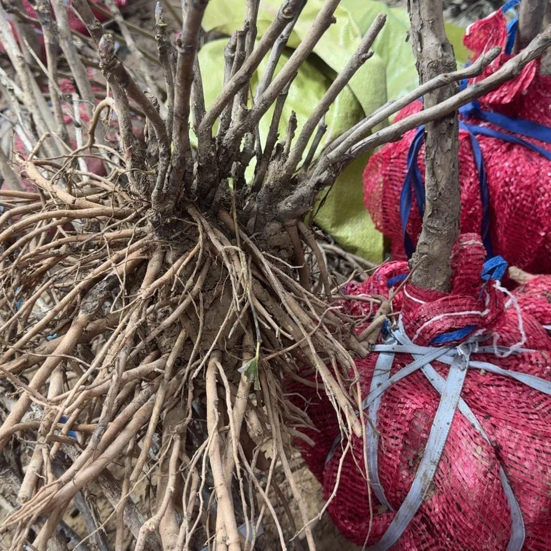 完全开放111111111111111111