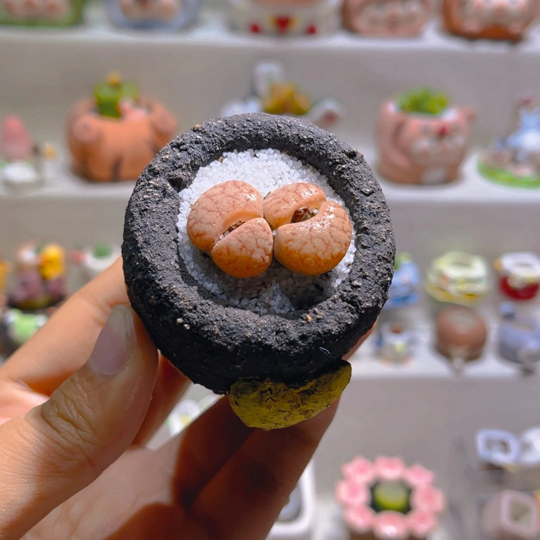 009高端多肉双头拿铁带盆土一套32.8