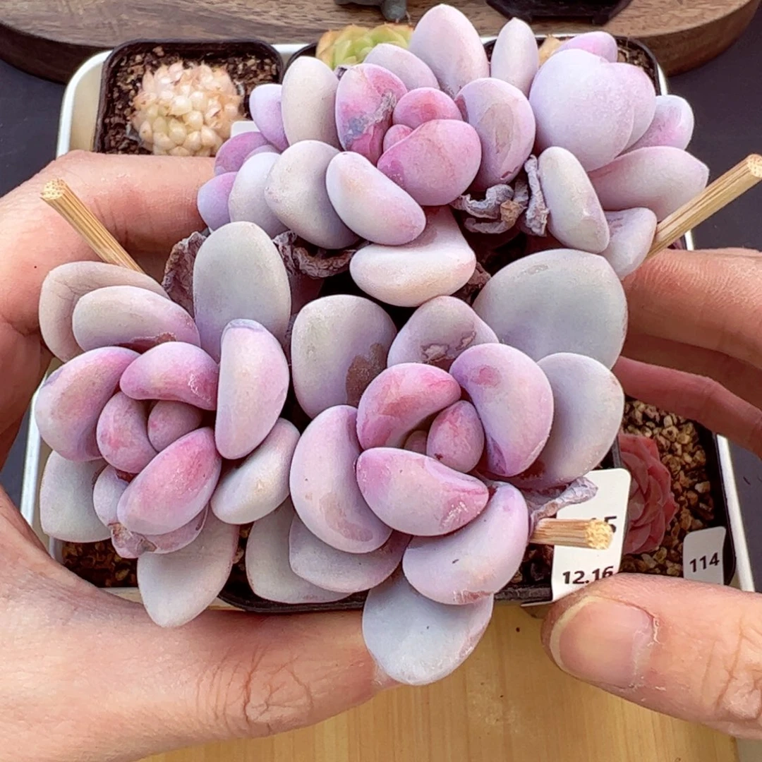 好好看115、哈哈哈哈