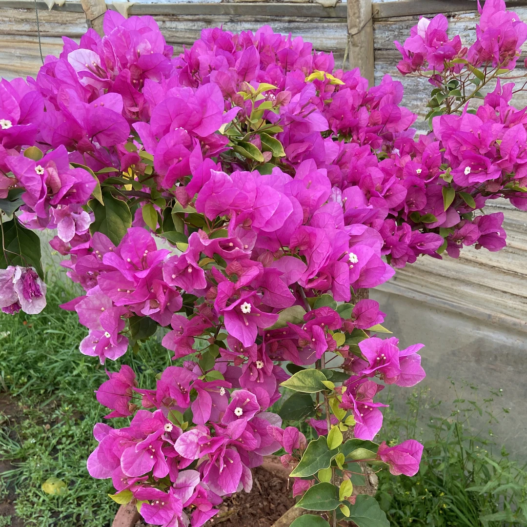 三角梅，四季花开，耐旱耐热喜欢太阳运费过程中会掉花掉叶介意勿拍