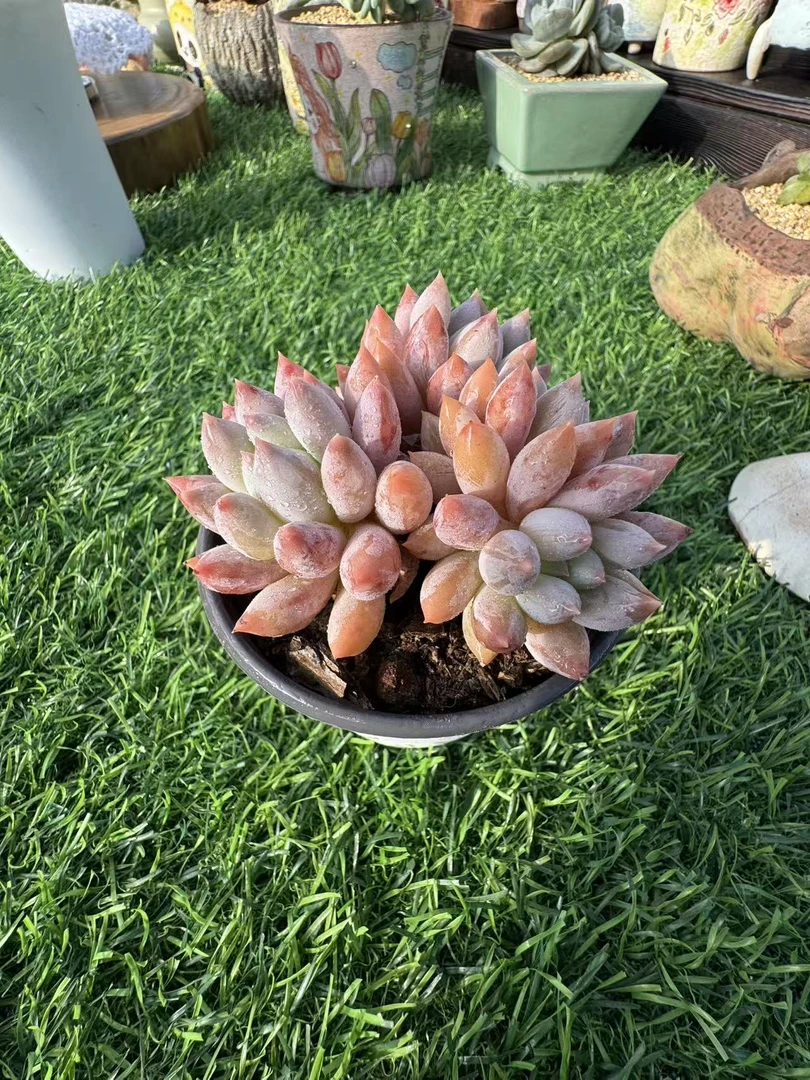 1虞美人精品多肉专用链接 虞美人哥特芒果奶糖果美人