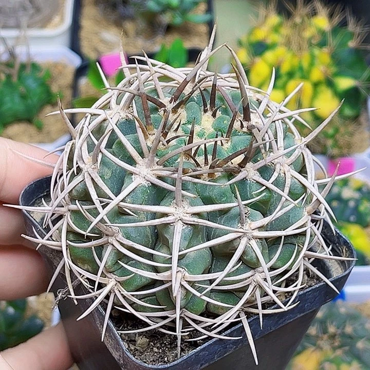 母本碧岩玉实生球一颗