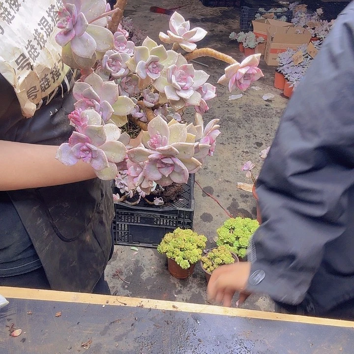 紫了紫了紫了紫乐