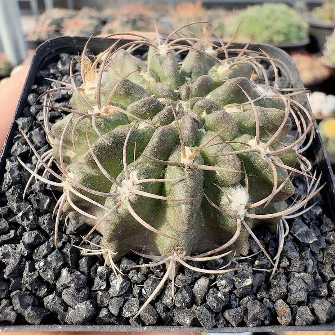 359实生素装玉脱土发货