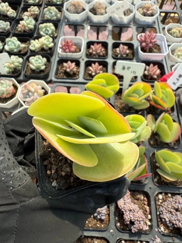 精品唐印多肉植物多肉盆栽清仓不死鸟多肉多肉花卉老桩