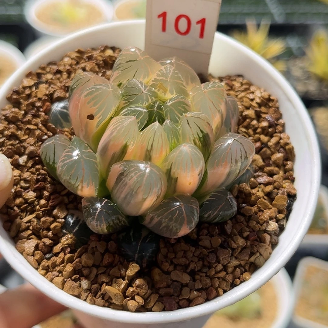 101糊斑实生玉露锦福利福利