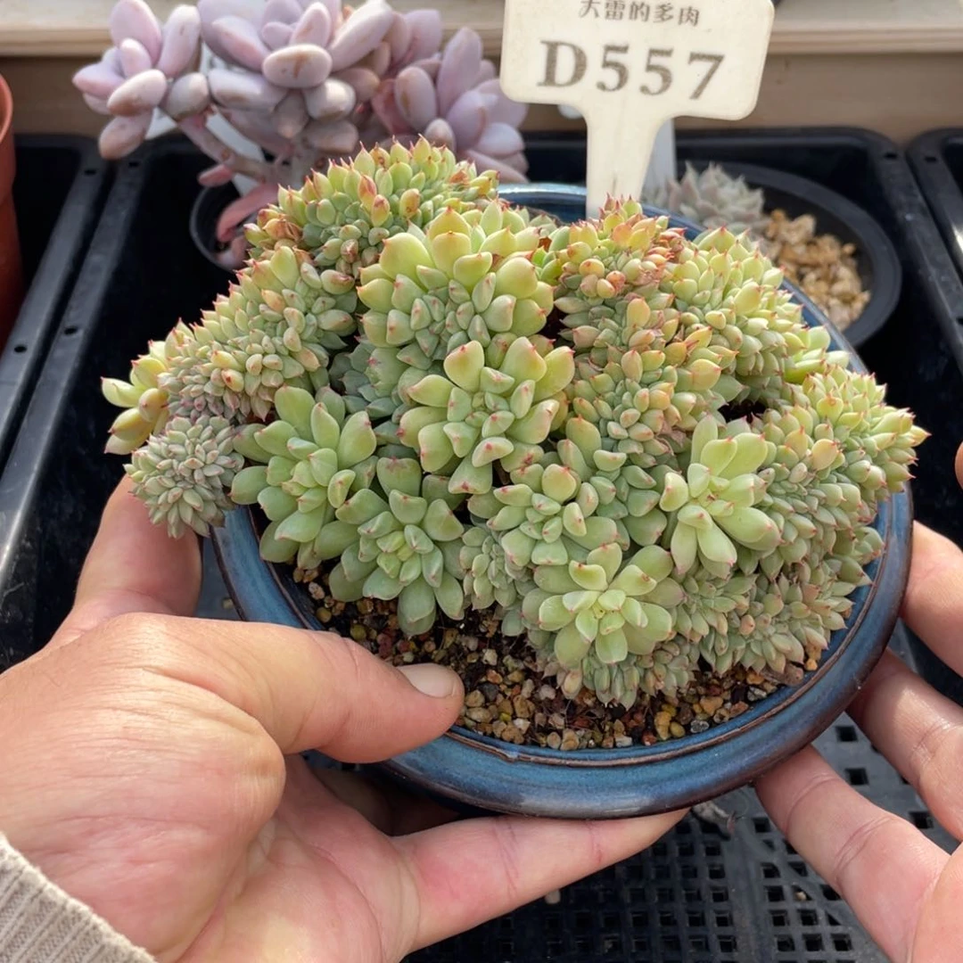 557爱尔兰薄荷不带盆16厘米