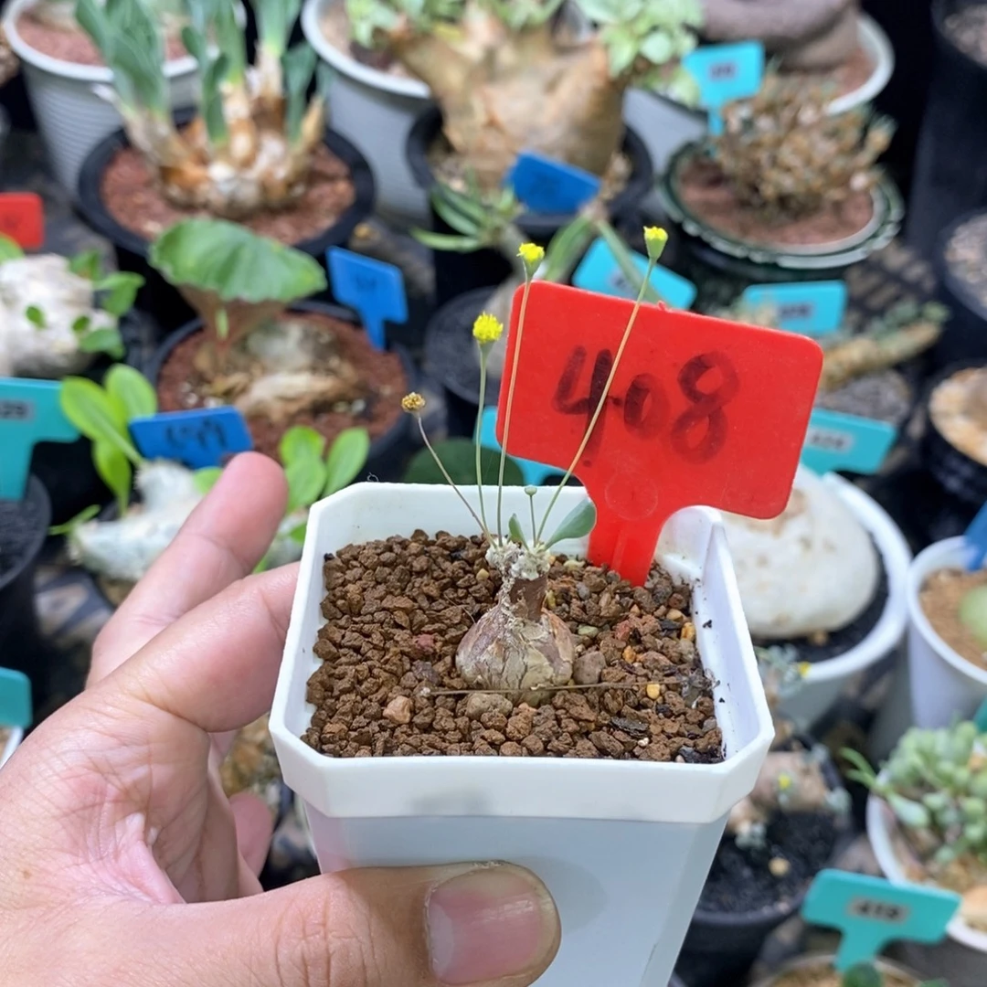 嗯特美厚炖菊产地