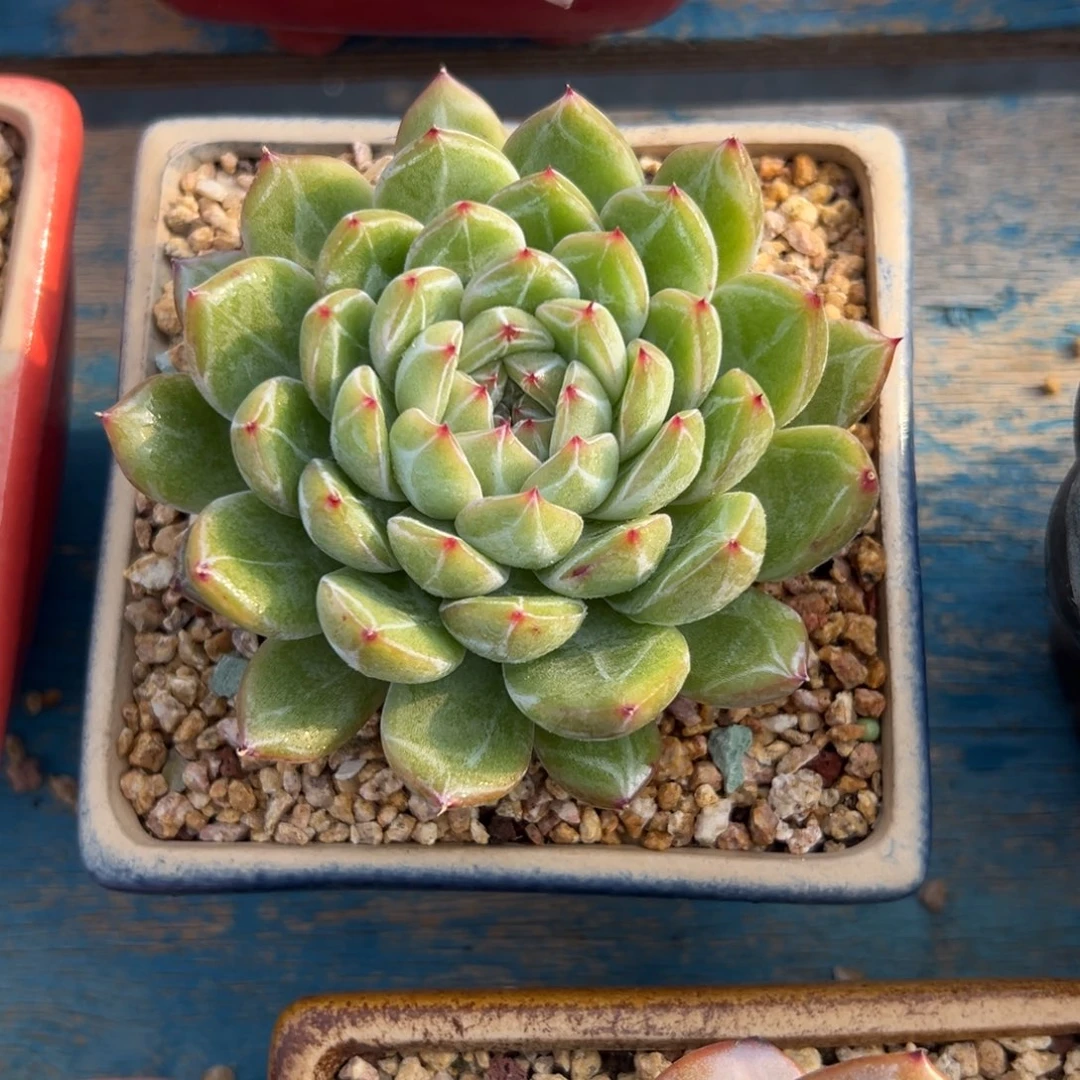 多肉植物一物一拍，42