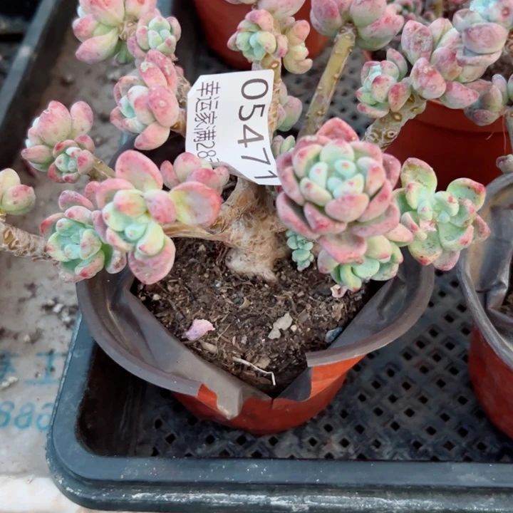 梧***耶幸运的是我没有遇到你我