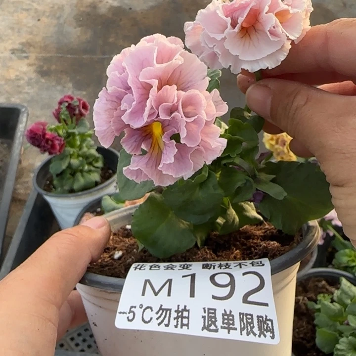 燕***子无花朵M192角堇小苗一物一拍默认苗晃