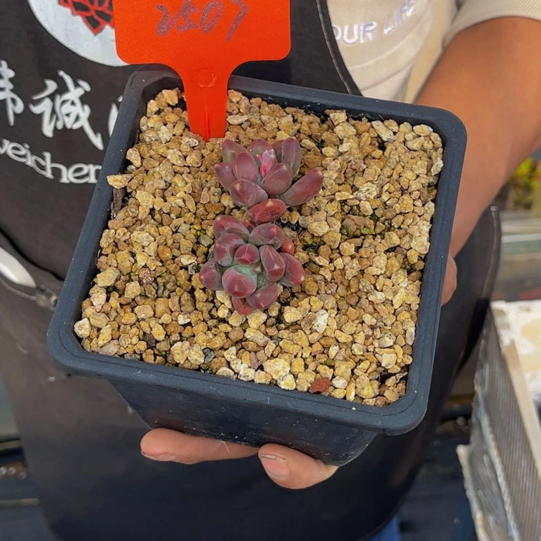 2507号上午多肉植物群生多肉植物