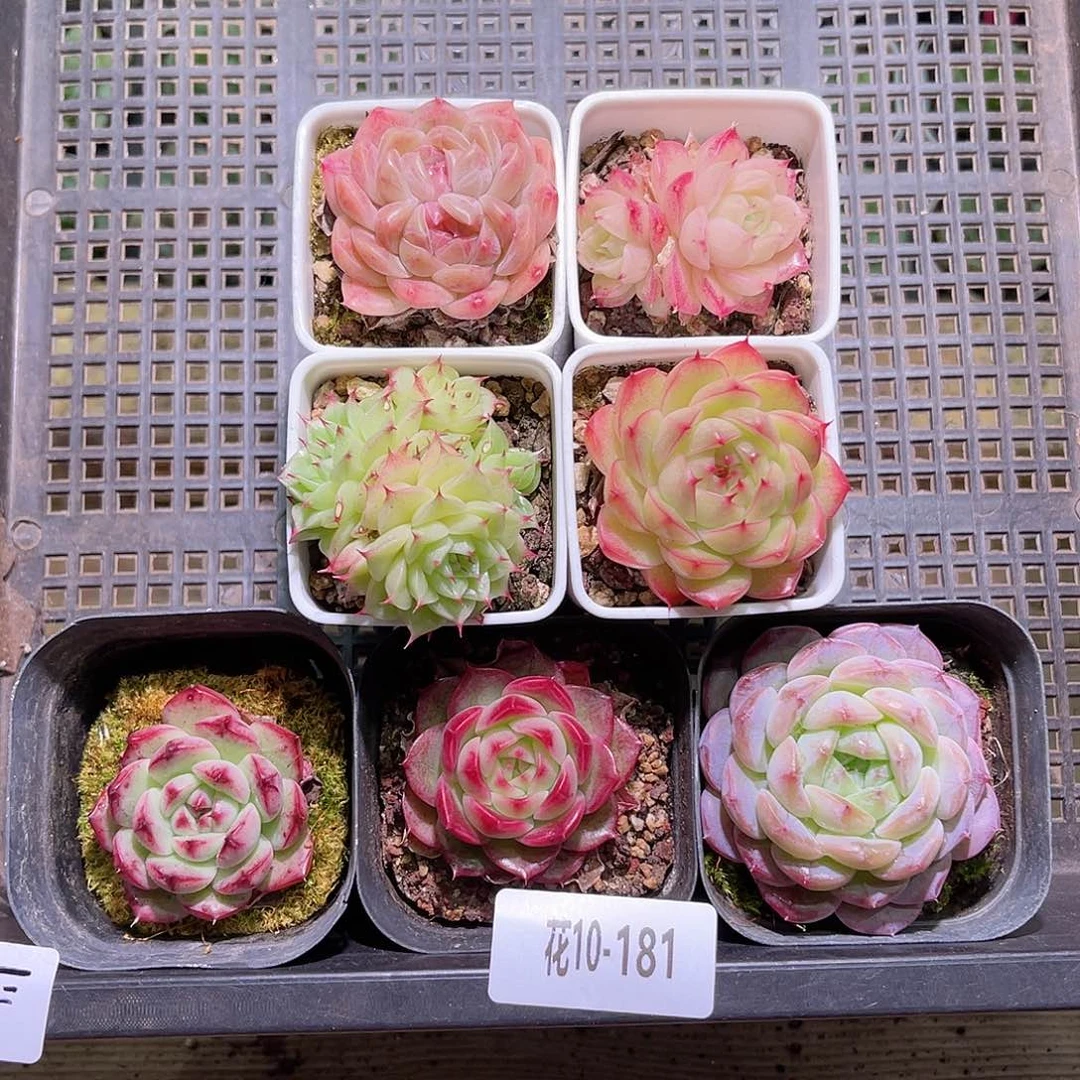 花10-181框拍多肉7颗