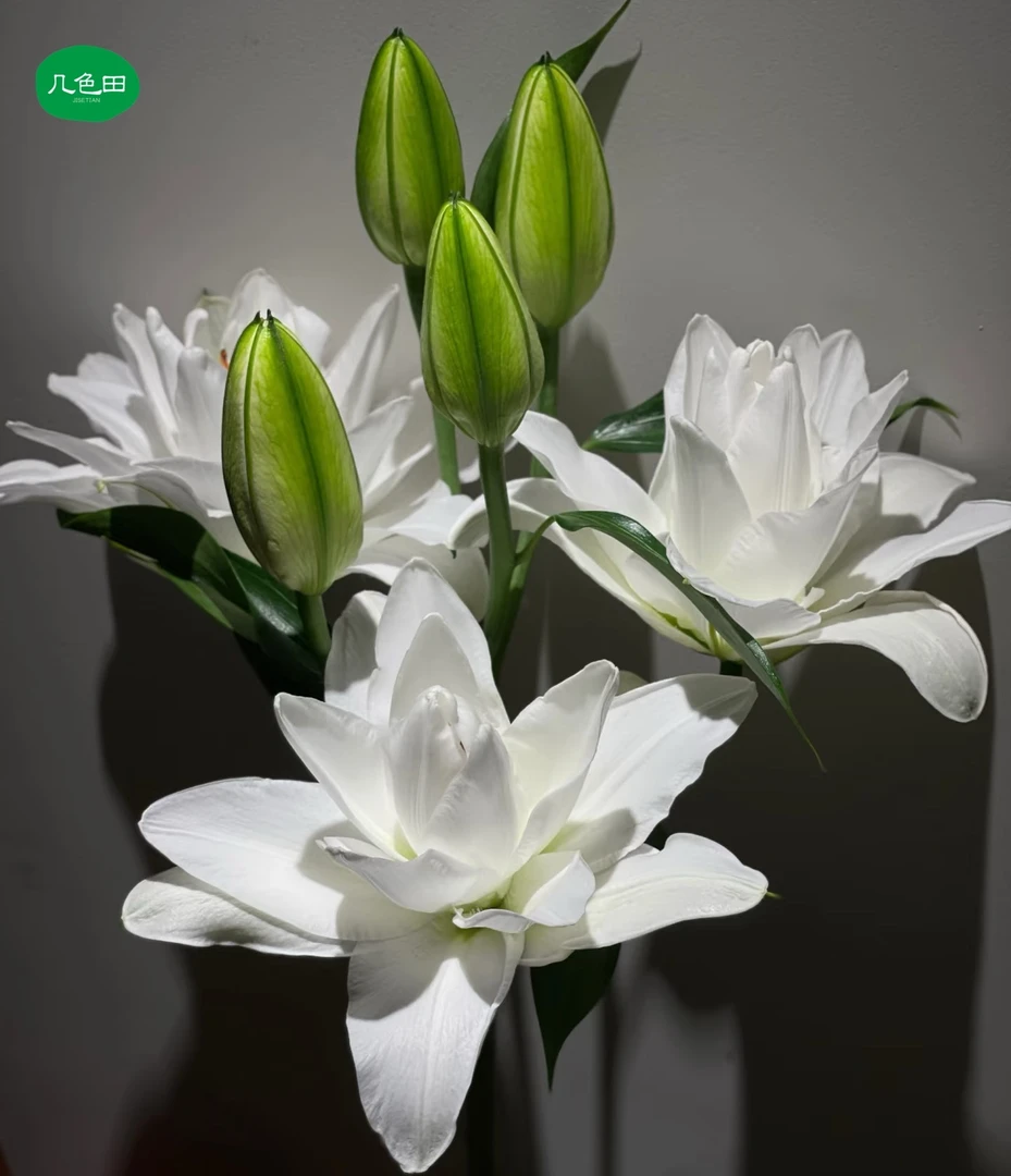 2头白雪公主----重瓣百合云南直发鲜花云南花插花鲜花