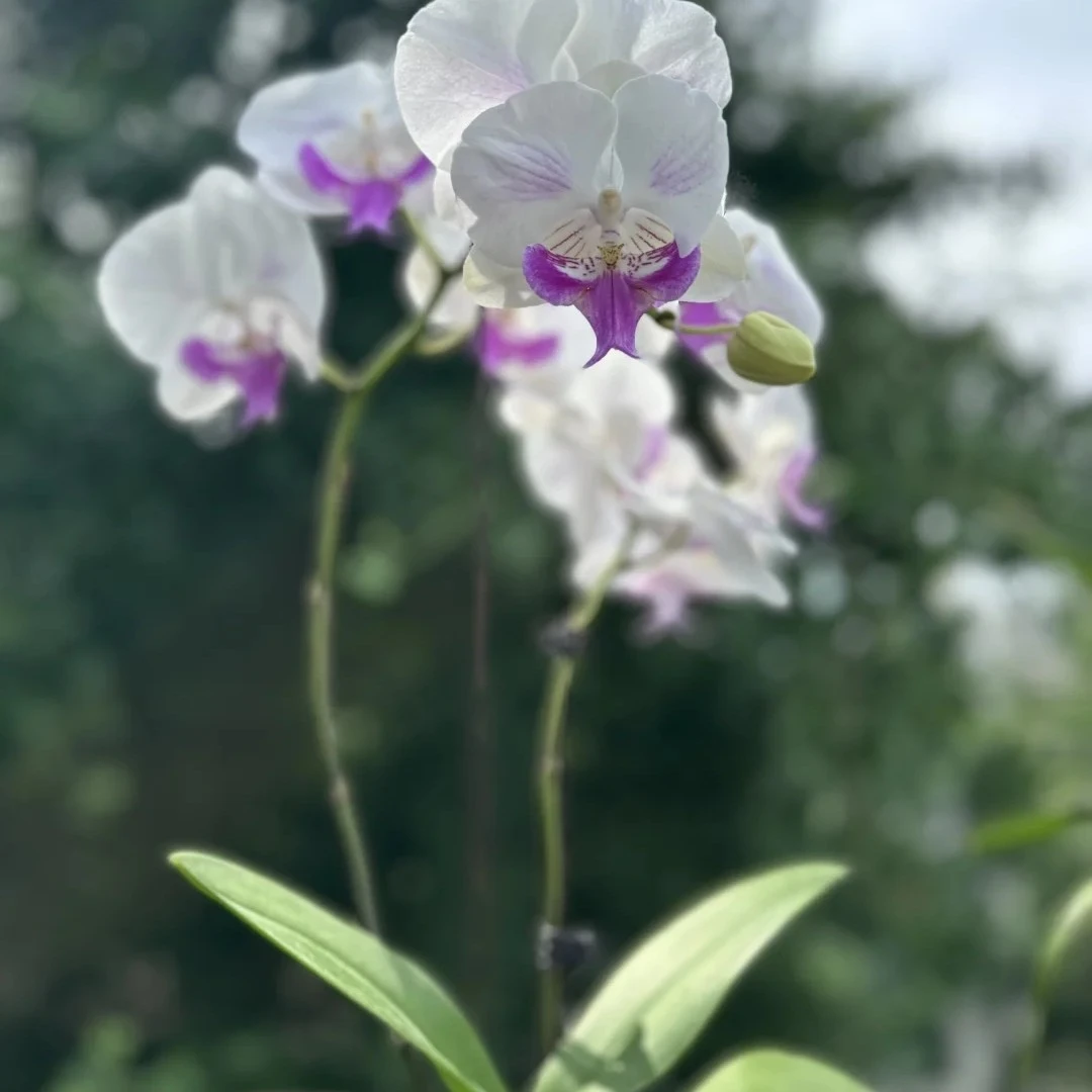 福喜 【茶花女】精品蝴蝶兰单双混发基地直发