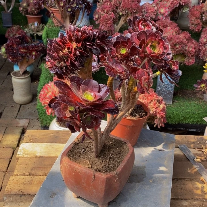 紫*萝欧紫➕黑法师缀化多肉1颗