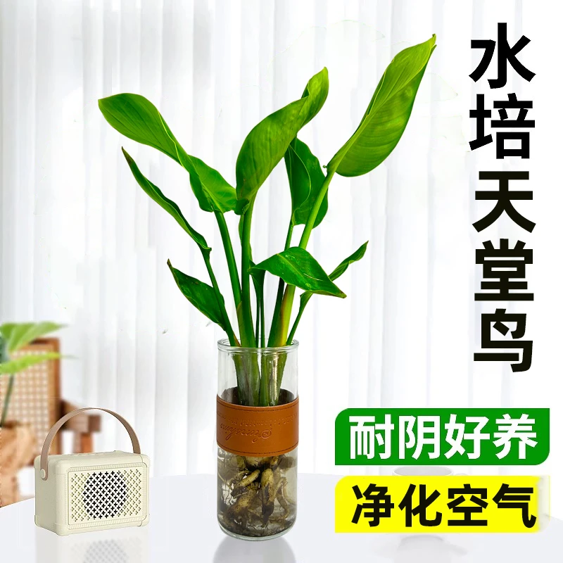 水培天堂鸟盆栽鹤望兰净化空气室内观叶绿植