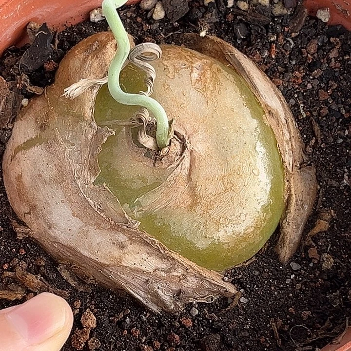 汤圆植物鹿角仓角殿，6
