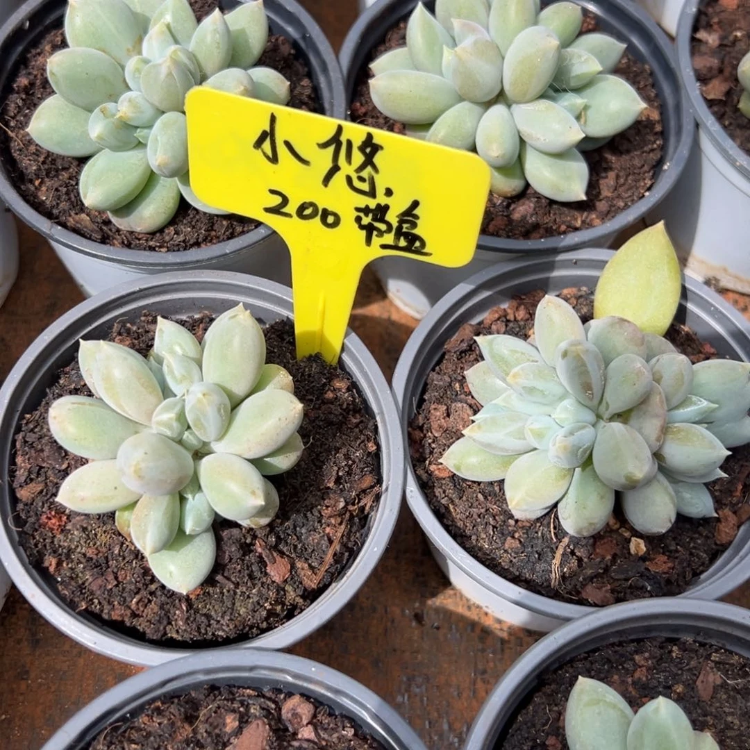 小***悠我在等他呢他也是这样
