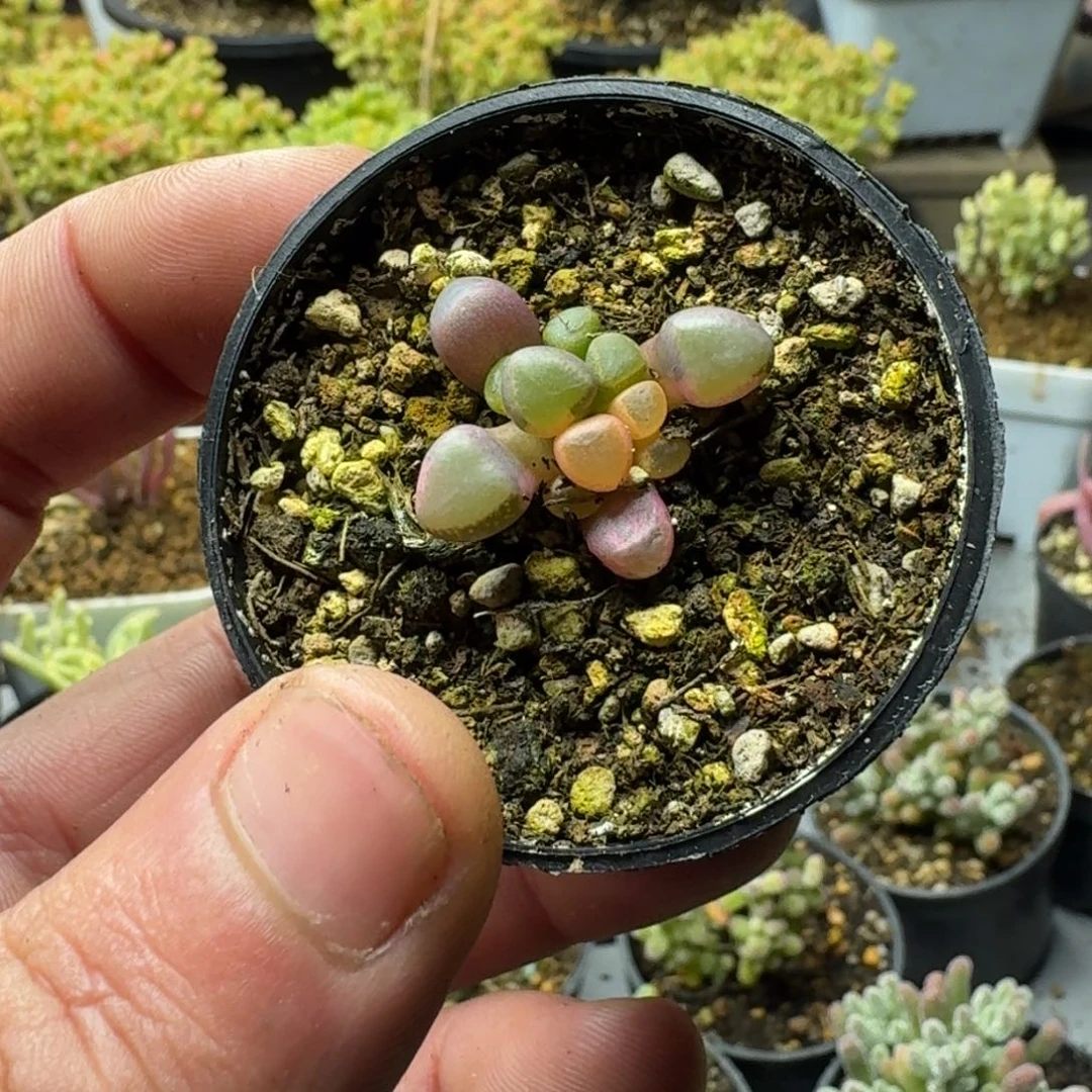 z*-多肉植物福利枝干