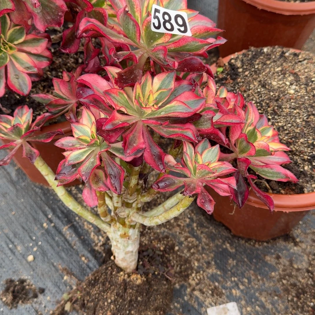 589多肉植物魅影多肉