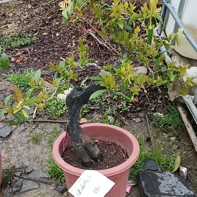 直播间金弹子嫁接品种苗,一物一拍