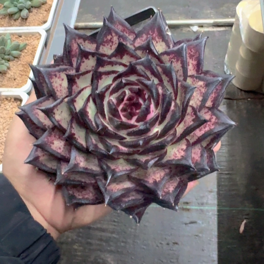 乌木 单头 一物一拍