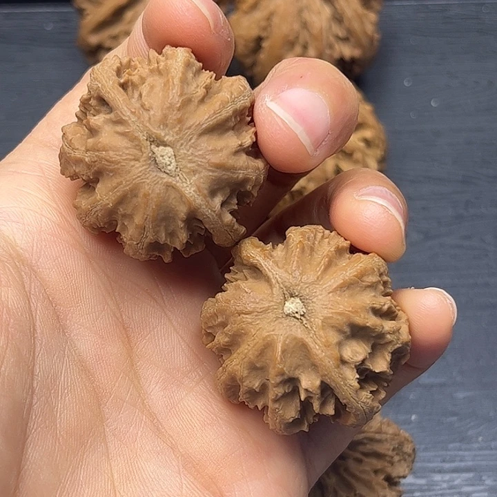 核桃秦岭突突突突突