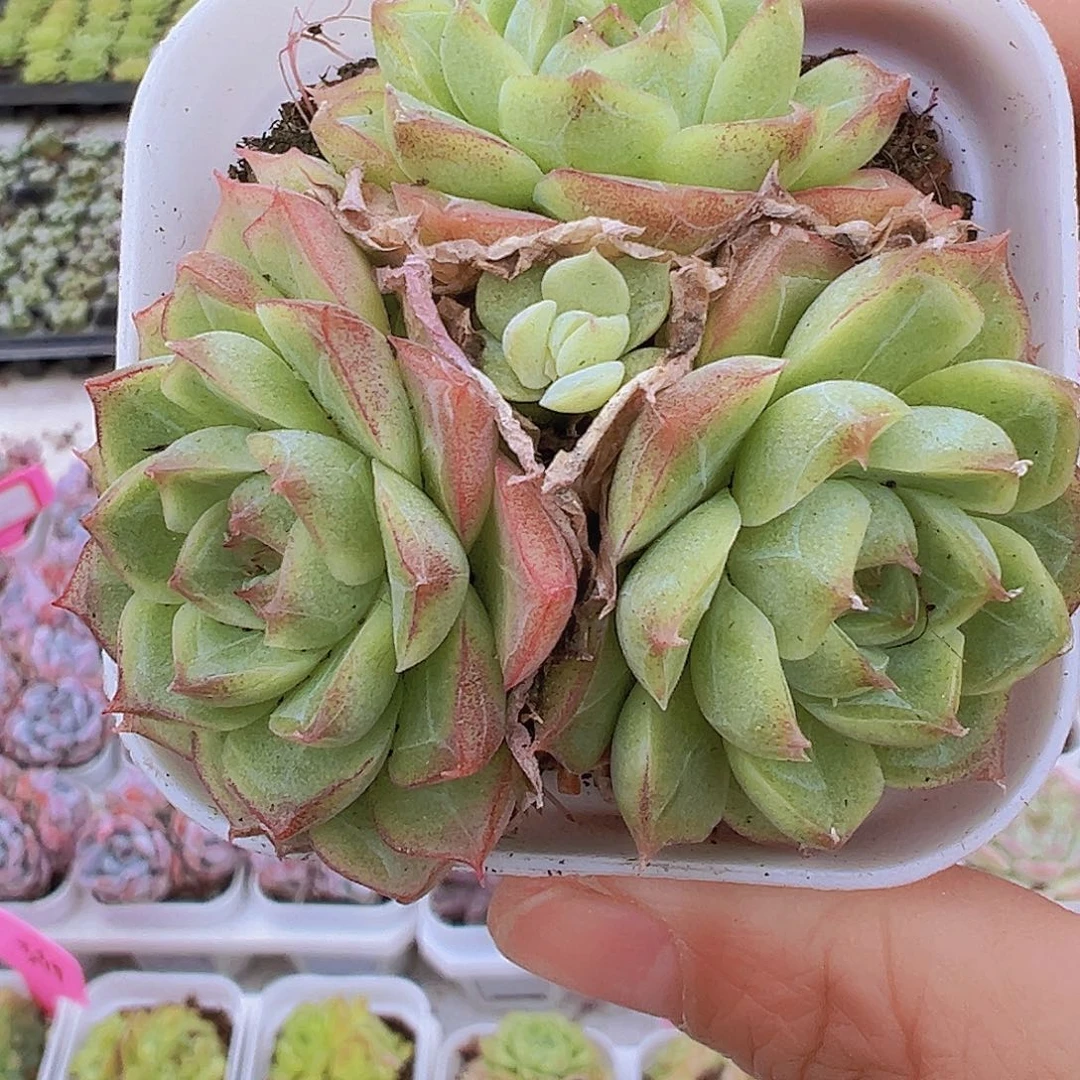 月亮仙子裙19包邮多肉植物