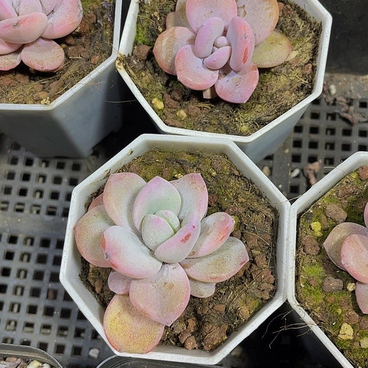 八角盆奶茶6.8带盆