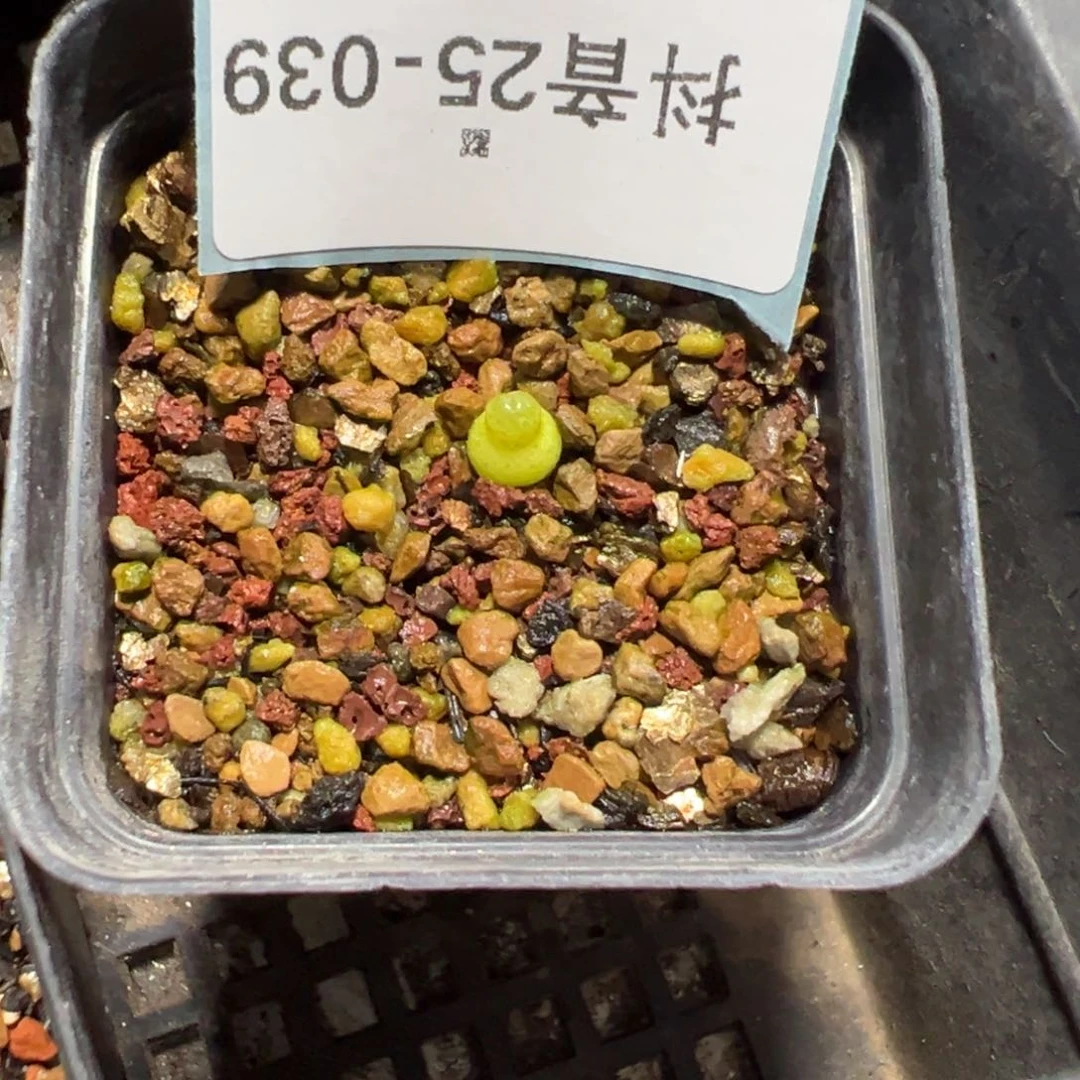 25-39肉锥多肉植物，