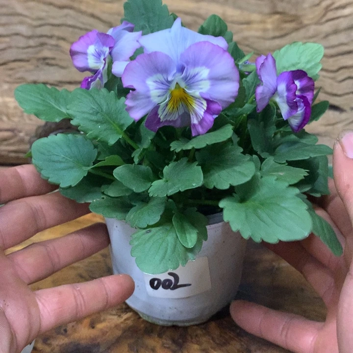 无花朵角堇盆苗一物一拍002