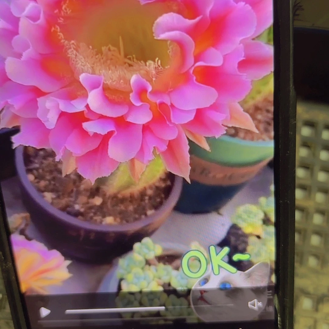 云羽彩瑕疵侧牙20包邮仙人球24