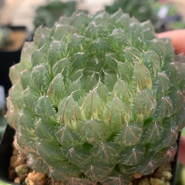 翠云玉露锦一物一拍