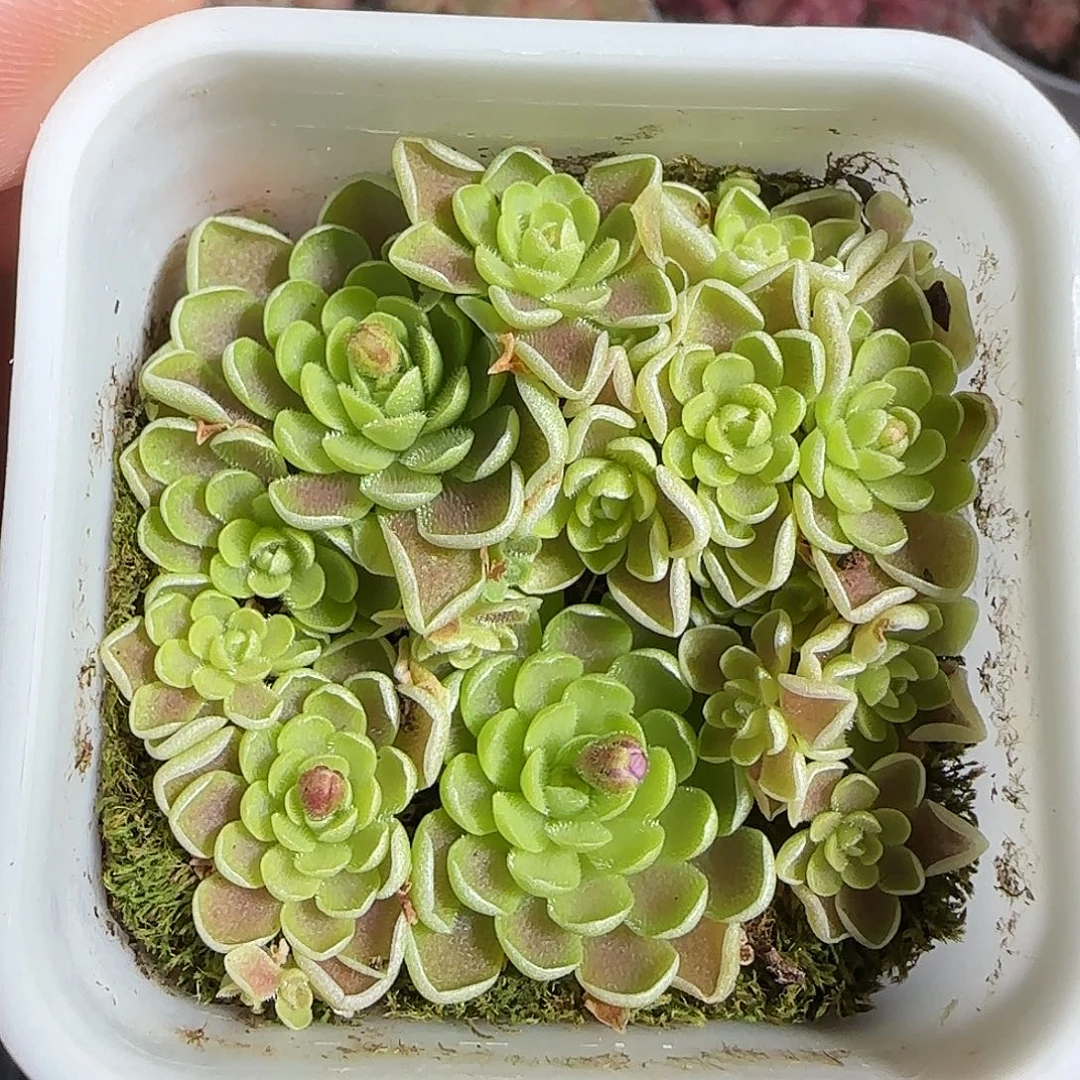 多肉1219-26捕虫堇