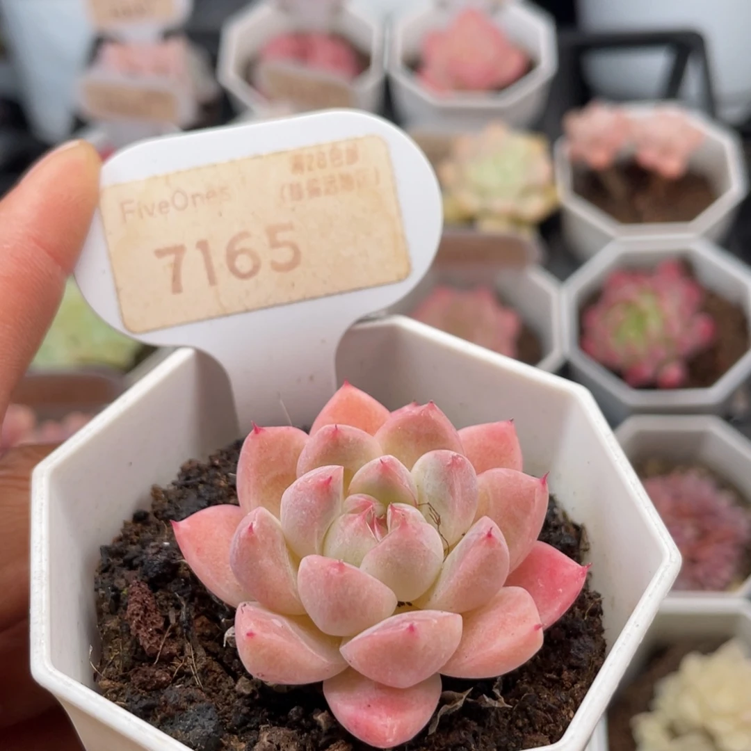 如梦令7165-4.5厘米