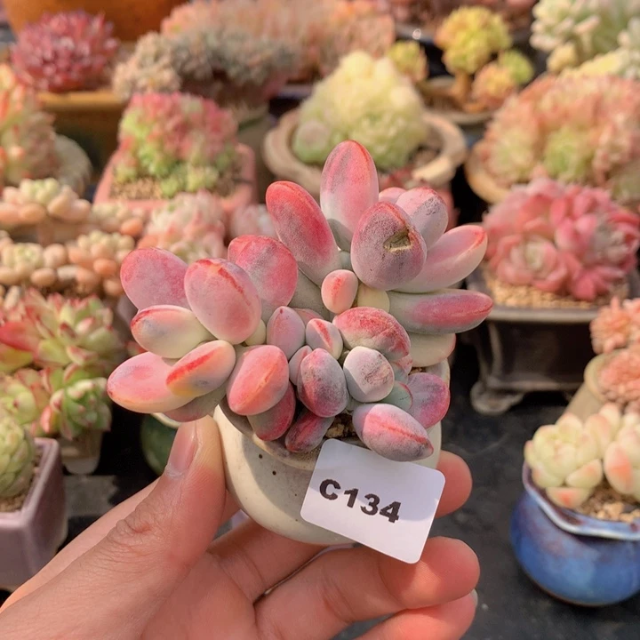 一物一拍满38包邮C134