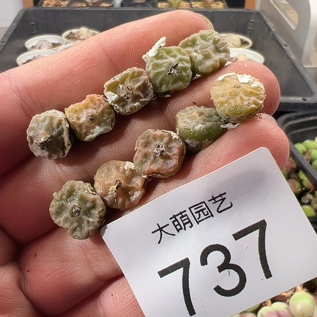 一物一拍。        737