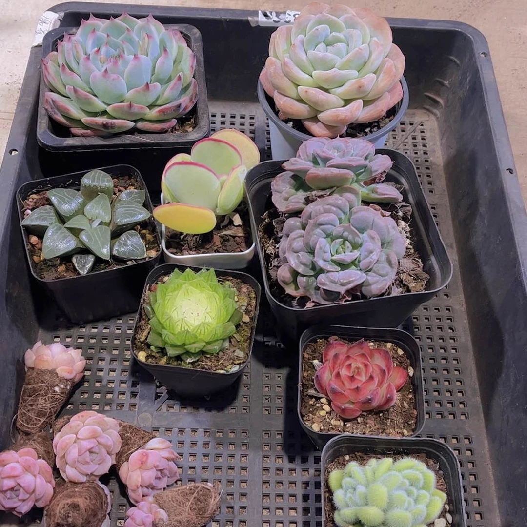 多肉577多肉植物