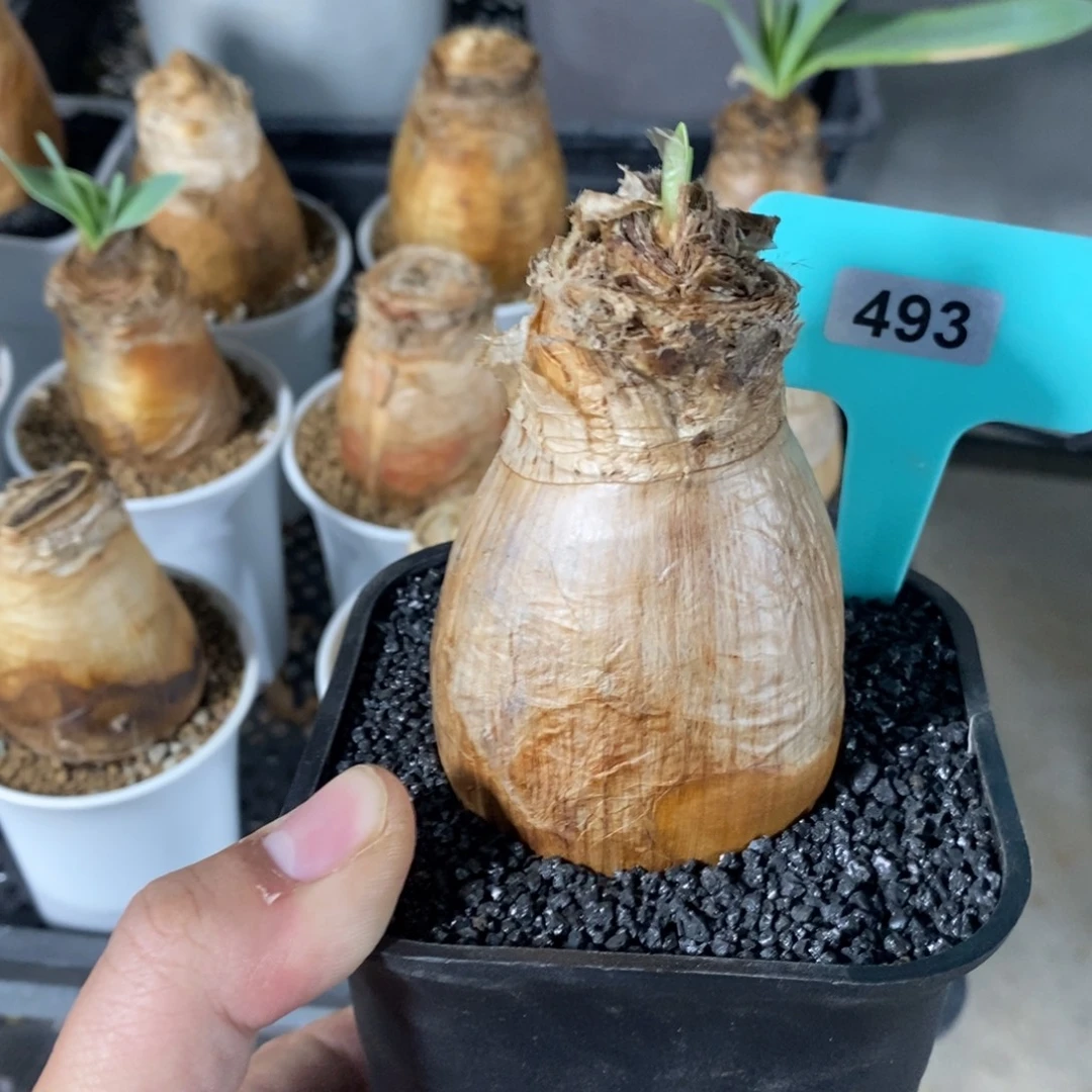 巨凤之卵多肉植物