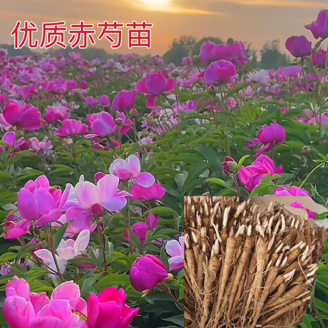 人工驯化赤芍苗 订单试种