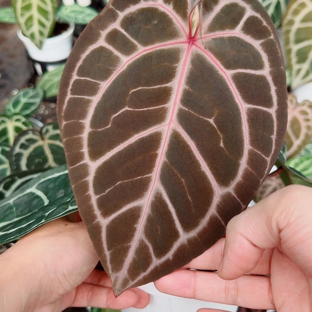 完全开放优选紫水晶