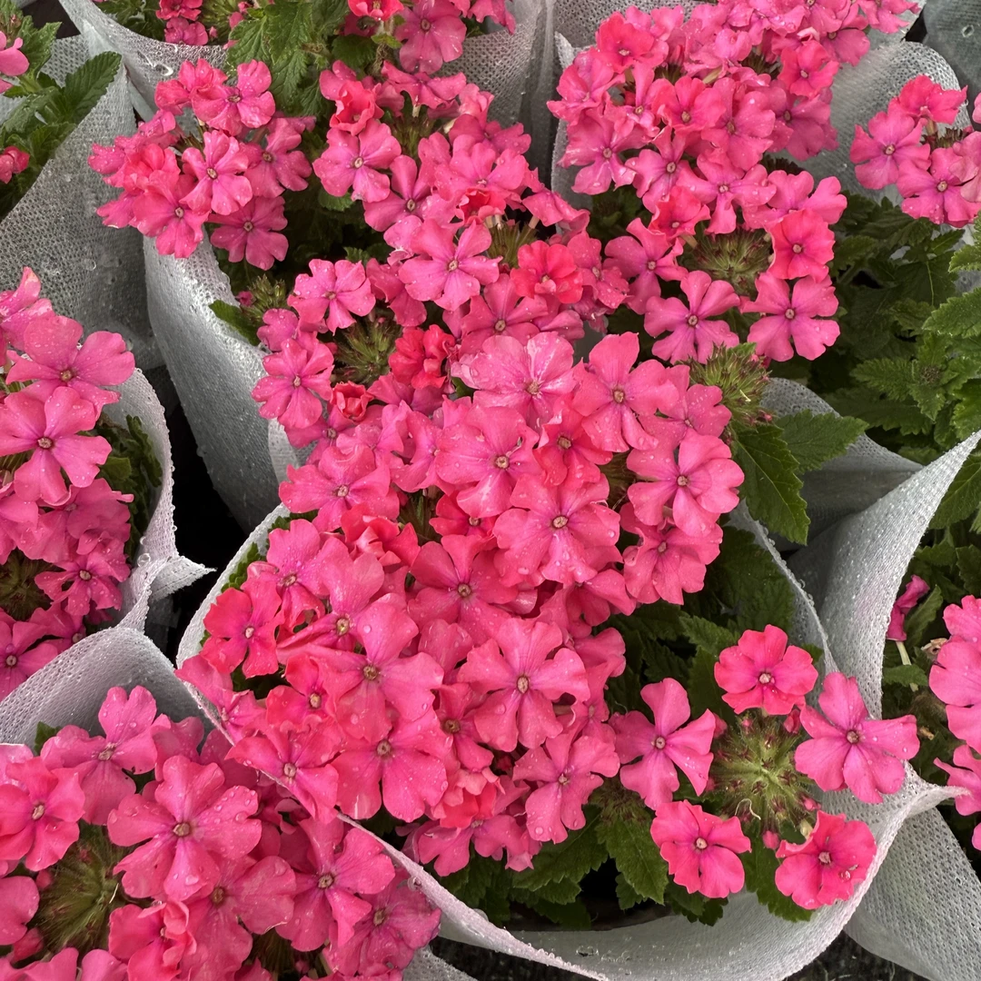 【花语厘】【福禄考花】颜色随机