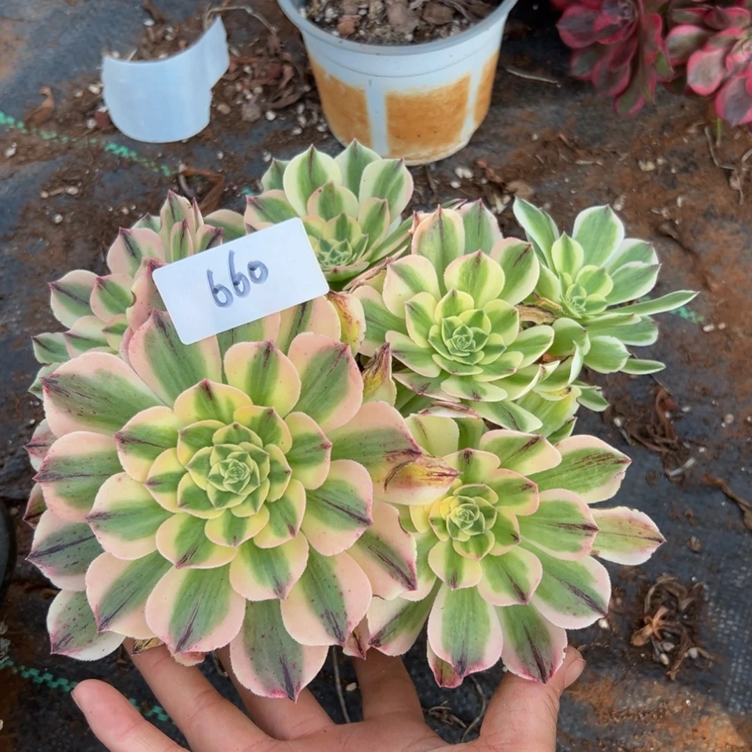 多肉植物660脱土的