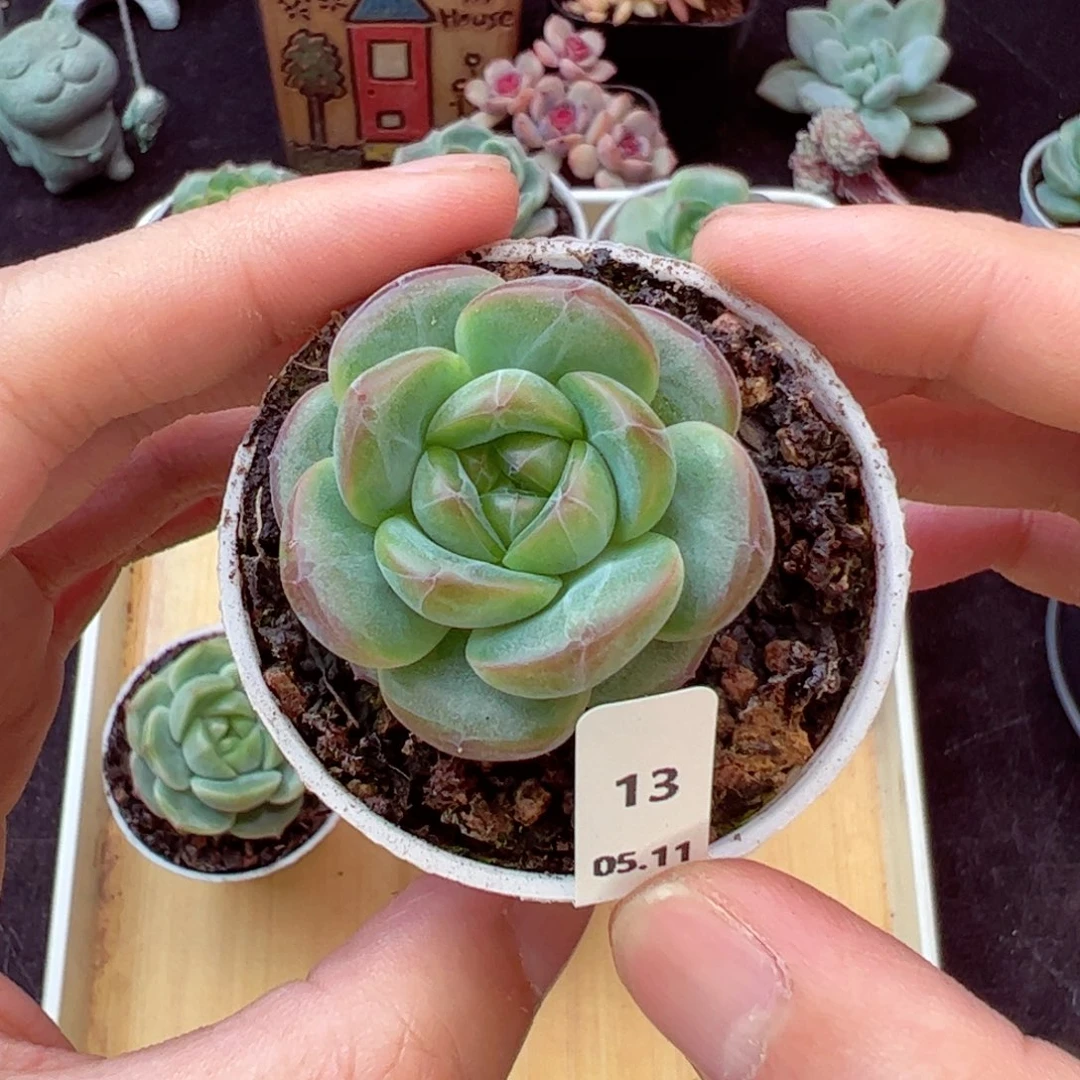 无与伦比13、哈哈哈哈