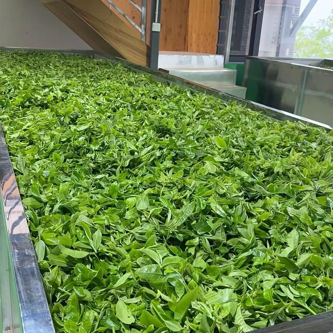 【西瓜专属】2025年头春兰花韵老树普洱散茶500克