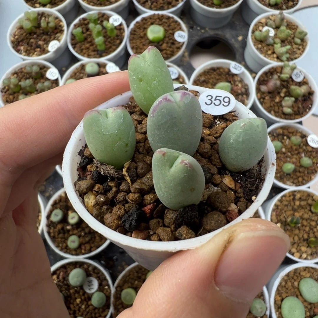 皮卡丘一颗脱土35900000