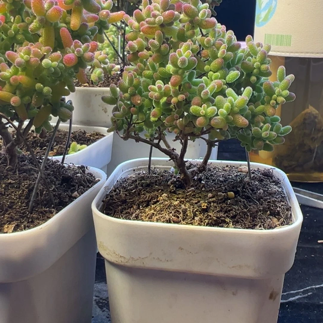 枝干 枝干 枝干 枝干