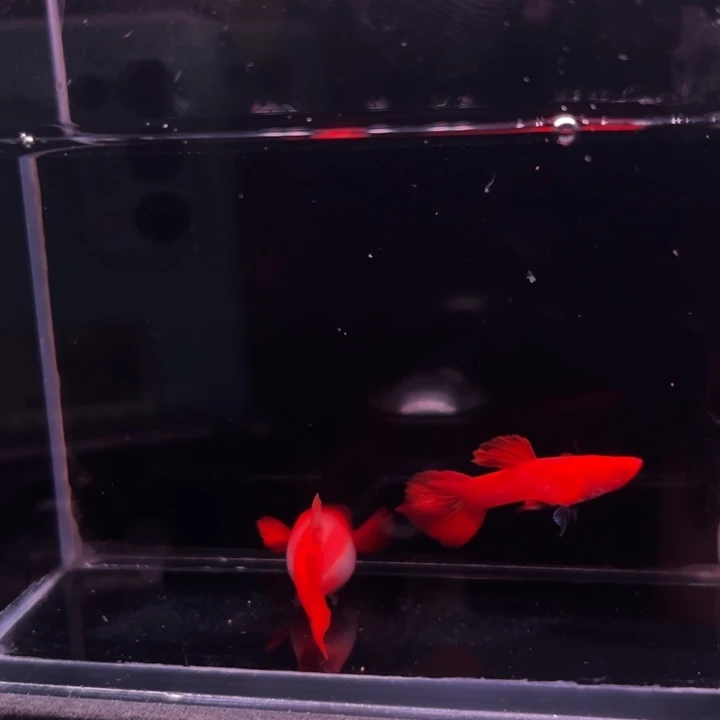 孔雀鱼延背红双粉水1对