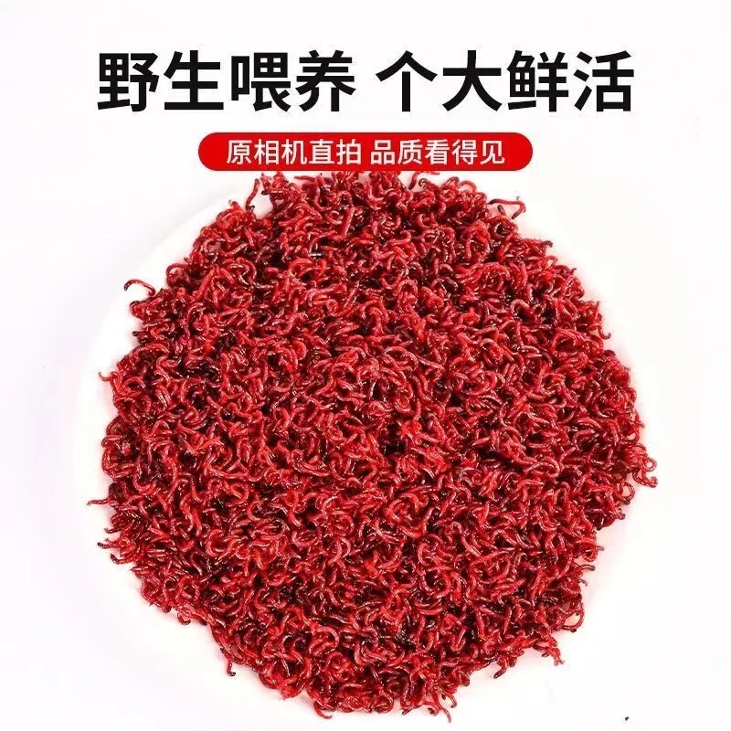 新鲜红虫活饵钓鱼红虫